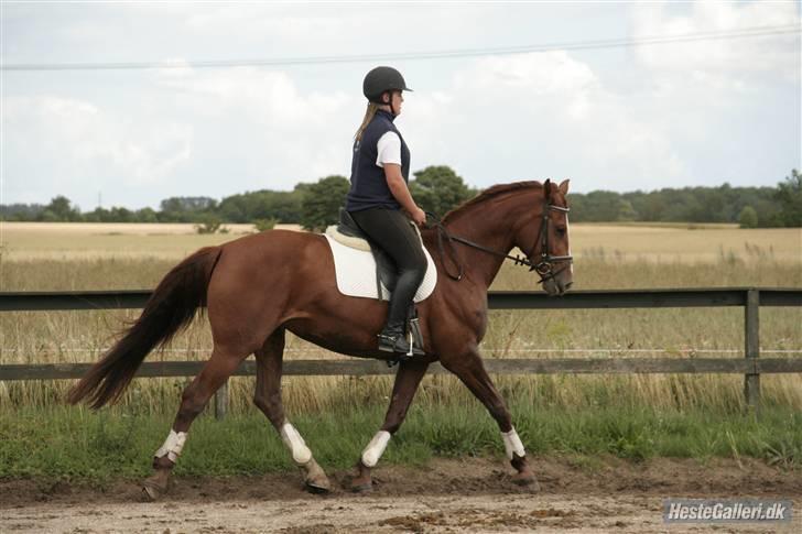 Dansk Varmblod Francesca G  billede 11