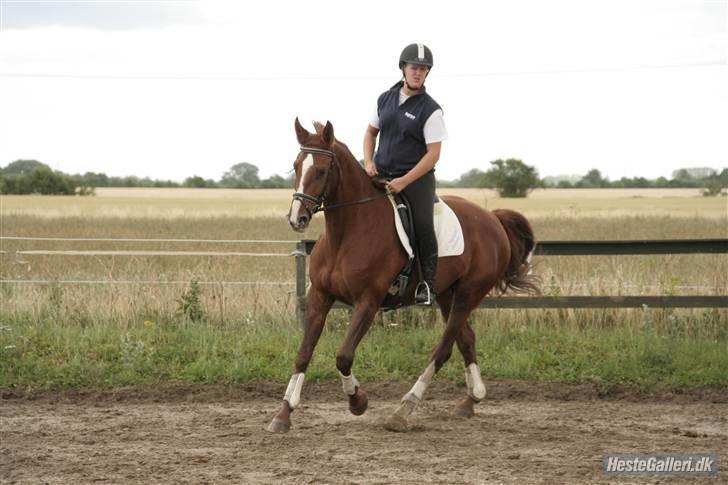 Dansk Varmblod Francesca G  billede 12