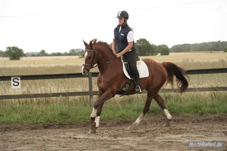 Dansk Varmblod Francesca G  billede 13