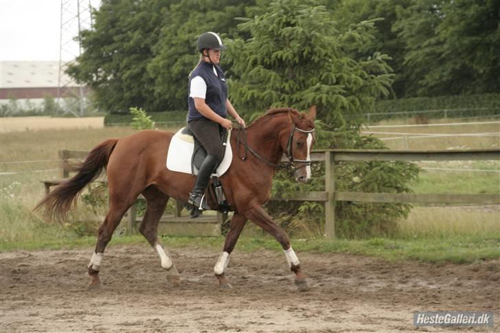 Dansk Varmblod Francesca G  billede 14