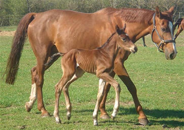 Dansk Varmblod Francesca G  - Francesca og hingsteføllet Farao billede 15