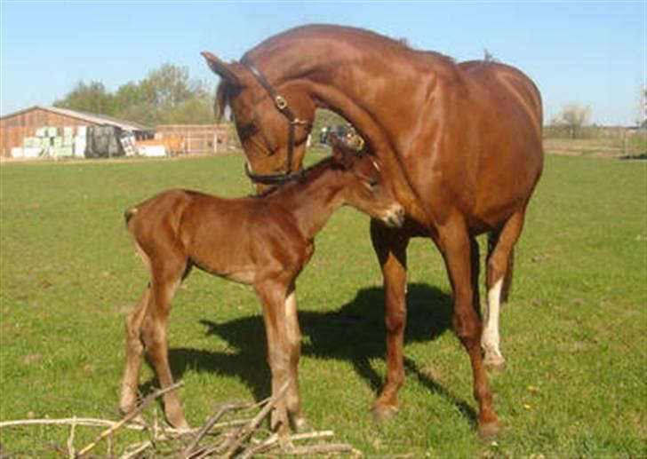 Dansk Varmblod Francesca G  - Fantastisk mor :´) billede 16