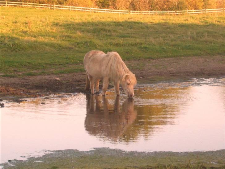 Islænder Frigg fra Akurgerði - frigg står ude i søen og fisker.. hehe billede 15