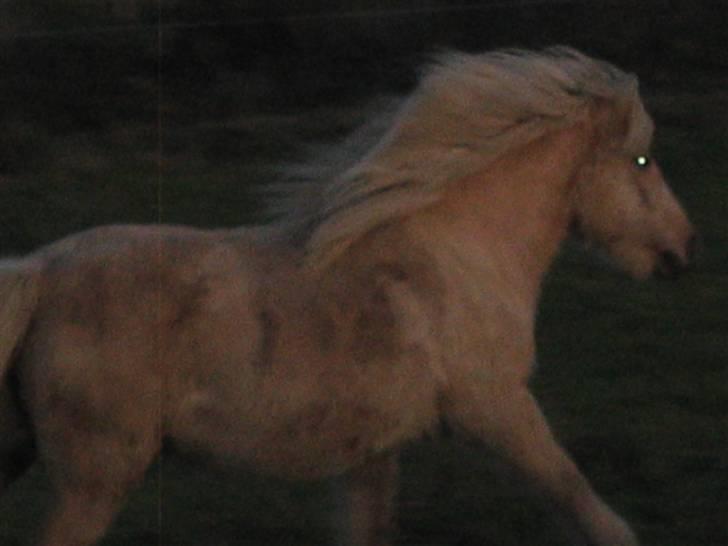 Islænder Frigg fra Akurgerði - en galop tur gør da ikke noget.. billede 16