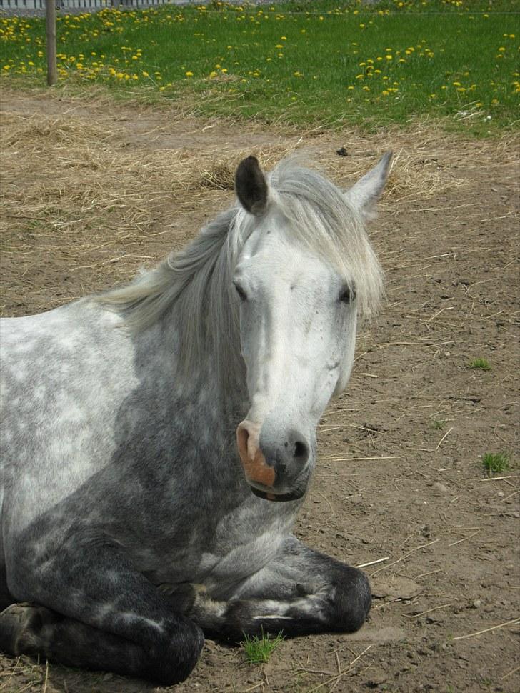 Welsh Cob (sec D) Jackpot<3 (Himmelhest) - her er så min sød og smuke pony:) jeg elsker ham<3  billede 4