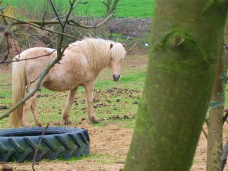 Islænder Frigg fra Akurgerði - tak fordi i kiggede forbi..<3 billede 17