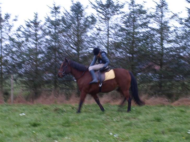 Anden særlig race Jobbe - første gang Jobbe har sadel på..... billede 7
