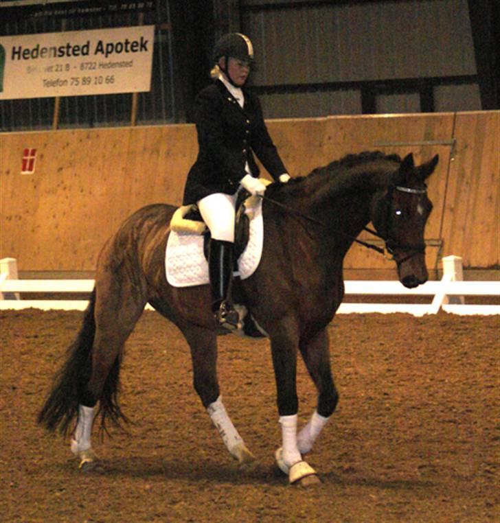 Dansk Varmblod Future-Lad *Solgt* billede 7