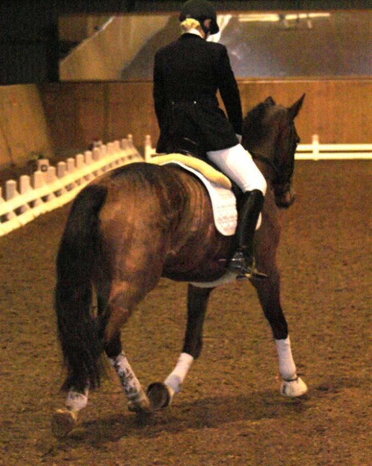 Dansk Varmblod Future-Lad *Solgt* billede 8