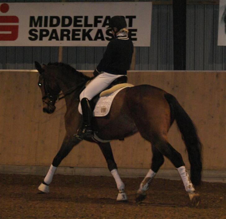 Dansk Varmblod Future-Lad *Solgt* billede 9