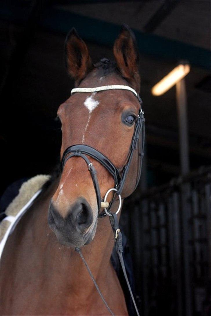 Dansk Varmblod Future-Lad *Solgt* -  © Marlene Bank Andersen © billede 10