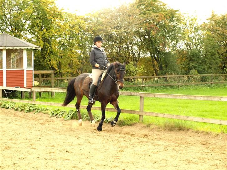 New Forest Tanholt Lucky **SOLGT**  - Fuld galop ned af lang siden :) billede 12