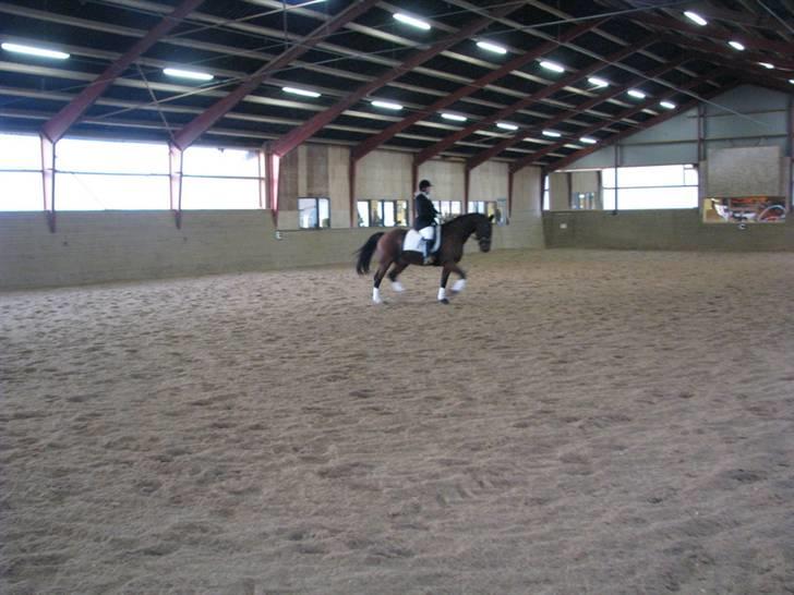 Anden særlig race Lazeo R.I.P billede 18