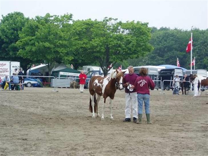 Pinto Svalebo's Shiwa billede 6