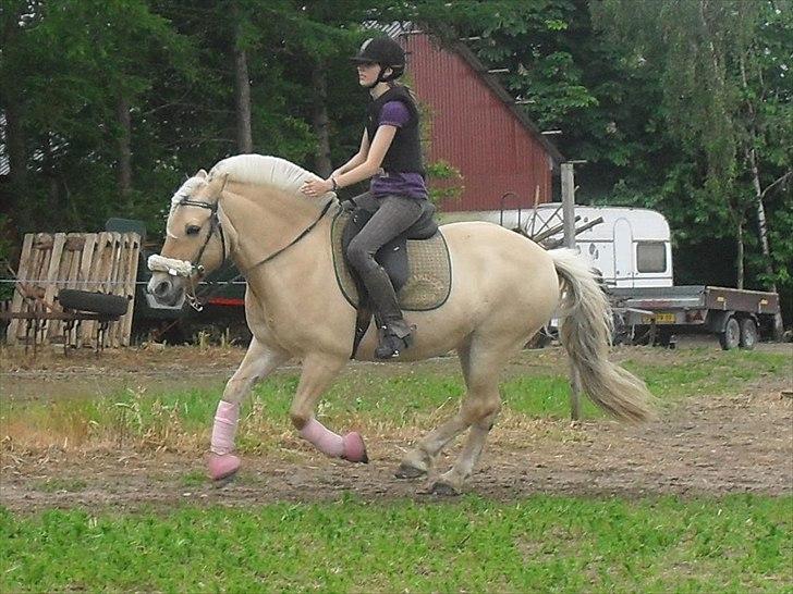 Fjordhest Bassemor *Min plejepony* - Et klap til den bedste plejepony ! :* Foto: Lykke billede 4