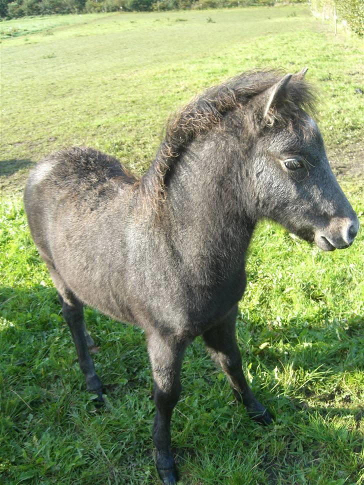 Anden særlig race Milton - SOLGT billede 1