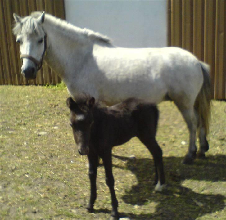 Anden særlig race Milton - SOLGT billede 2