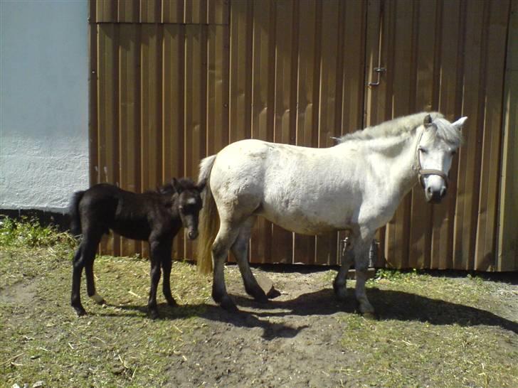 Anden særlig race Milton - SOLGT billede 3