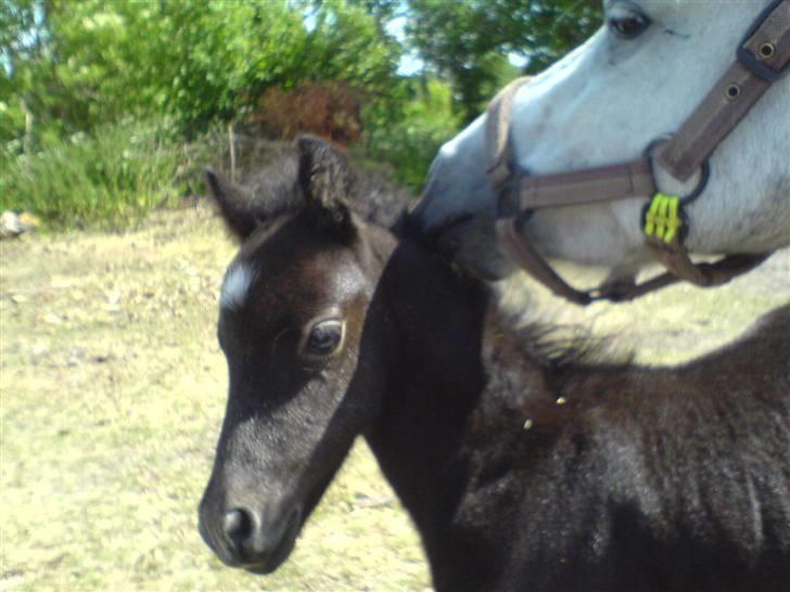 Anden særlig race Milton - SOLGT billede 4