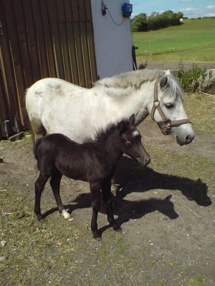 Anden særlig race Milton - SOLGT billede 5