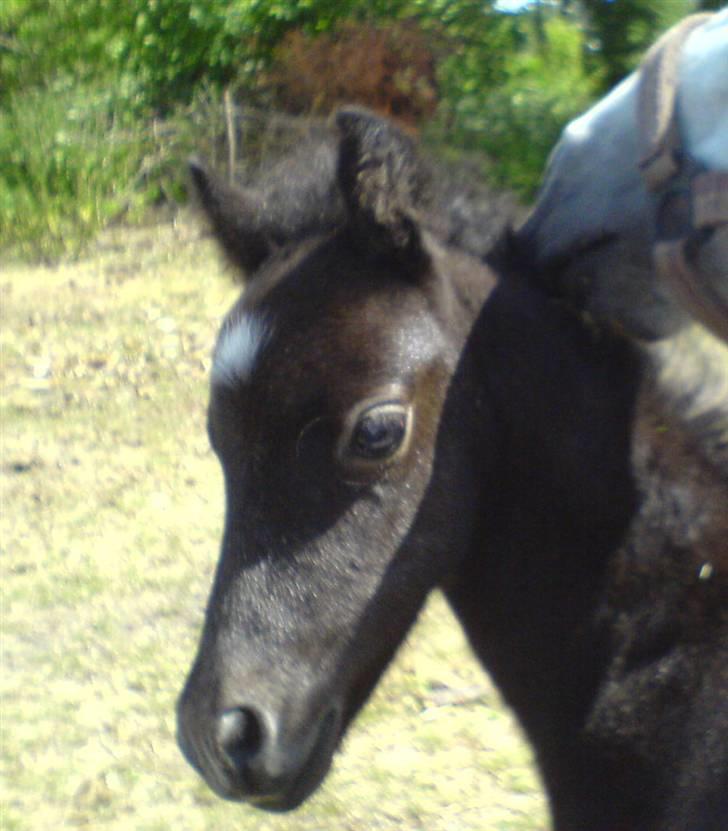 Anden særlig race Milton - SOLGT billede 6