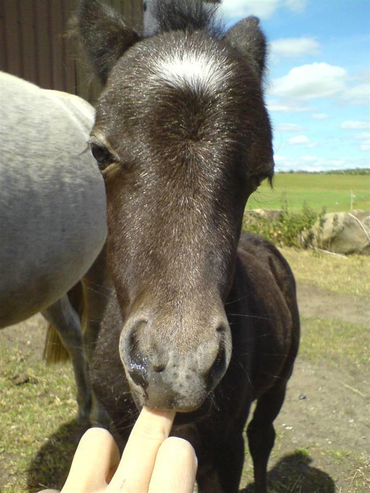 Anden særlig race Milton - SOLGT billede 7