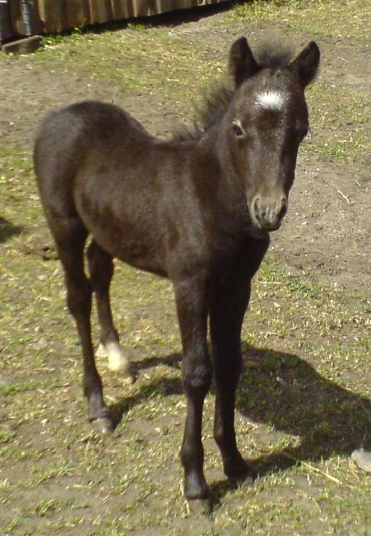 Anden særlig race Milton - SOLGT billede 8