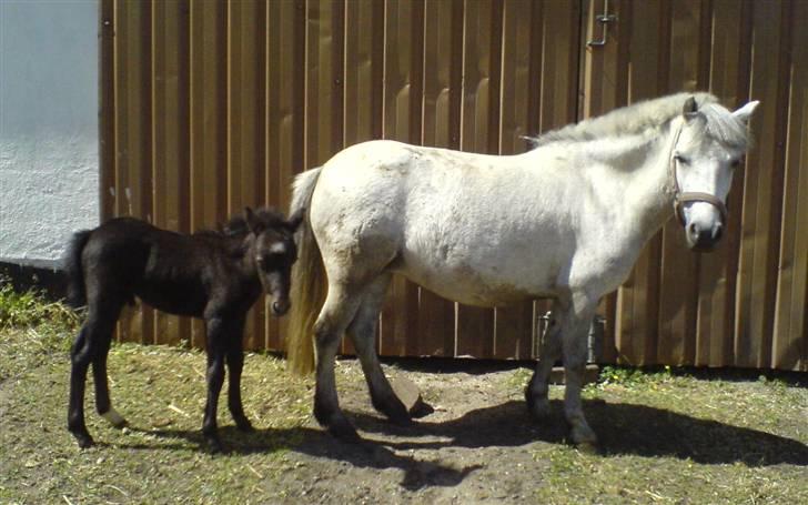 Anden særlig race Milton - SOLGT billede 9