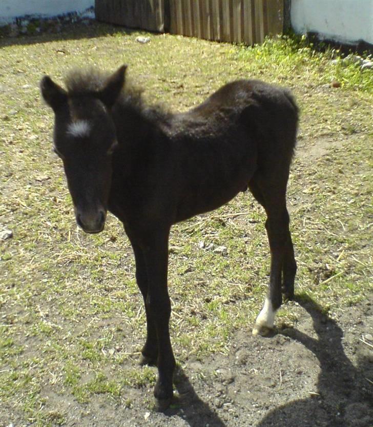 Anden særlig race Milton - SOLGT billede 10