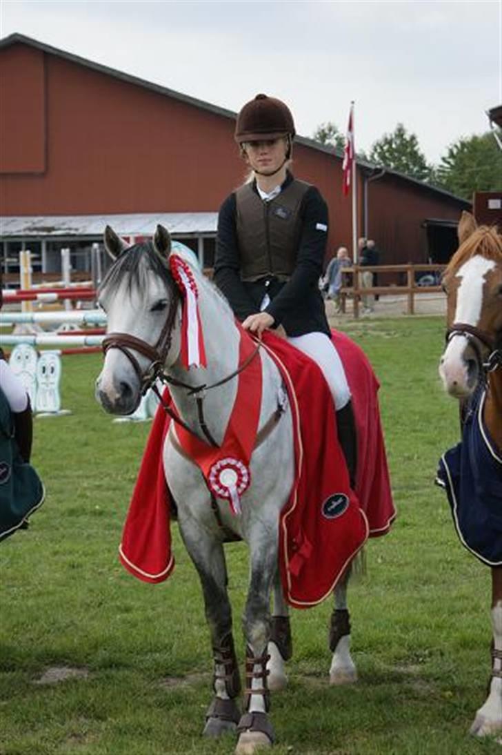 Tysk Sportspony R.I.P. Michigan - Michigan vinder af distrekt mesterskaberne 2008 billede 8