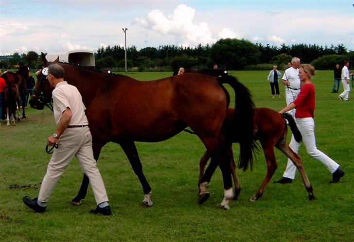 Dansk Varmblod Zaphir DH 4329 - RIP  billede 4
