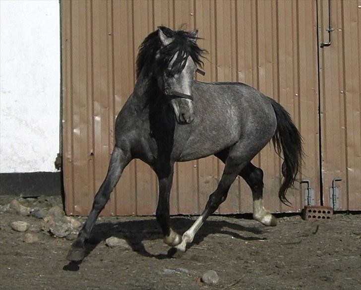 Welsh Pony (sec B) Romeo - SOLGT billede 2