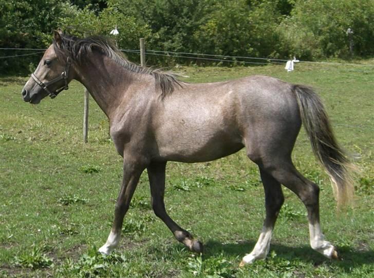 Welsh Pony (sec B) Romeo - SOLGT billede 3