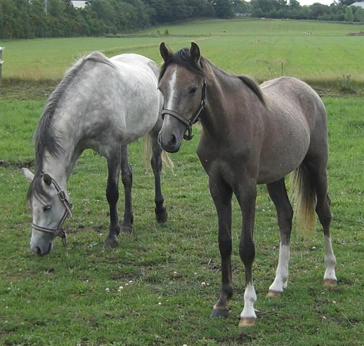 Welsh Pony (sec B) Romeo - SOLGT billede 4
