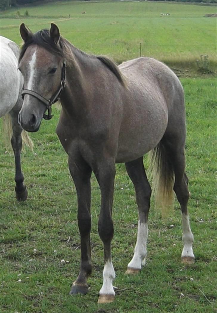 Welsh Pony (sec B) Romeo - SOLGT billede 5