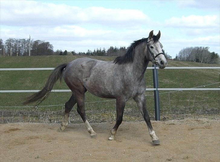 Anden særlig race Zera - april 2010 billede 4