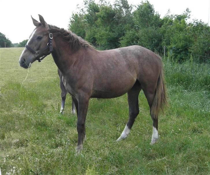 Anden særlig race Zera billede 5