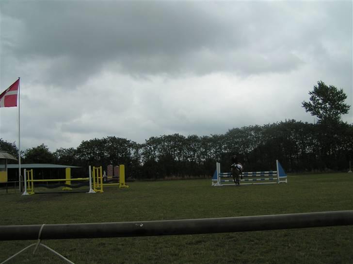 New Forest Stegstedgaards Lynette  - Spring til stævne:D LA billede 1