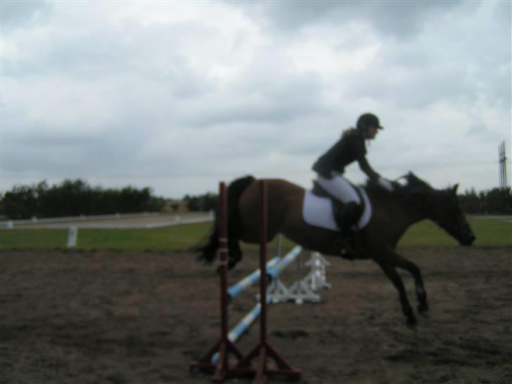 New Forest Stegstedgaards Lynette  - Opvarmning :D billede 2