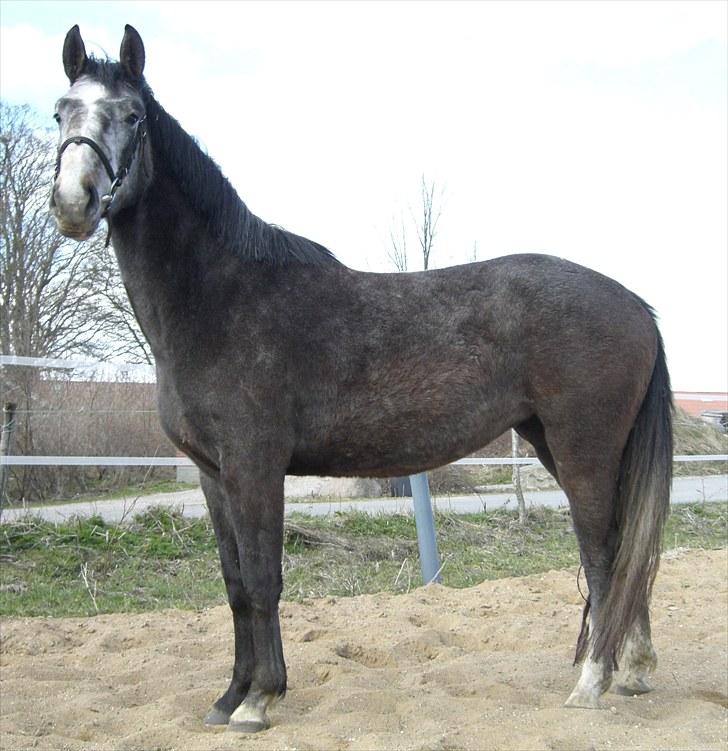 Anden særlig race Cara - SOLGT - APRIL 2010 - 3 ÅR billede 5