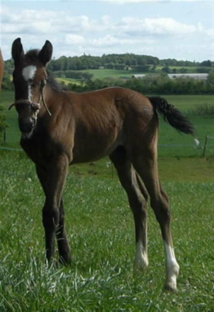 Anden særlig race Cara - SOLGT billede 6