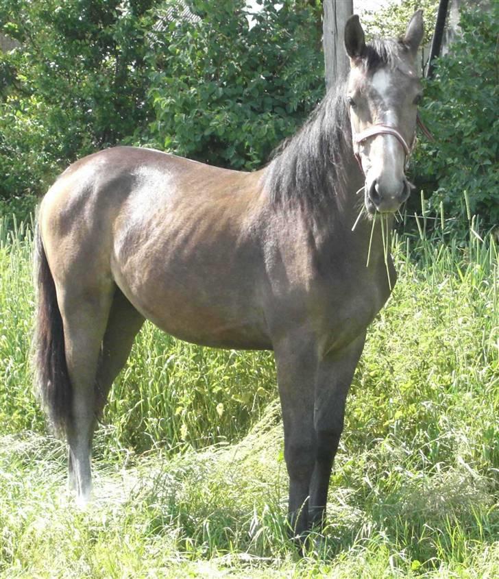 Anden særlig race Cara - SOLGT - aug. 08 billede 7