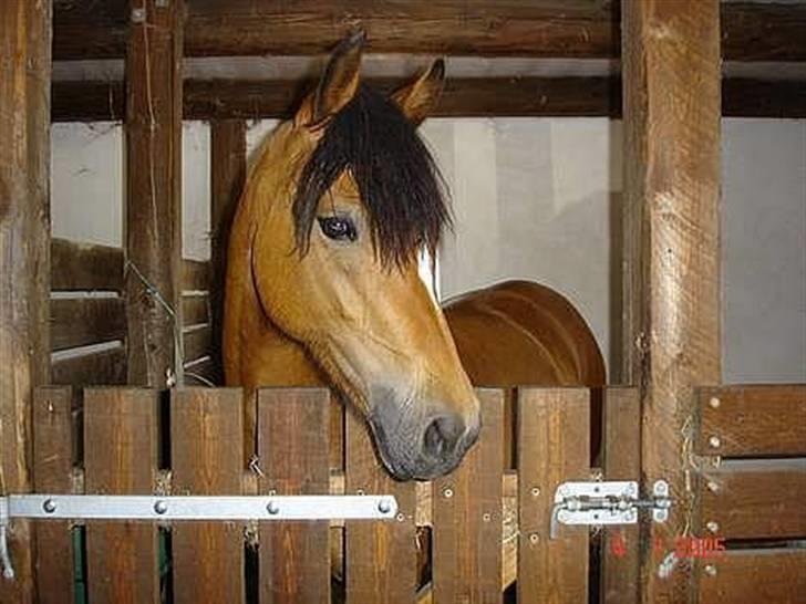 New Forest Stegstedgaards Lynette  - Min Smukke Pony (L) (billedet har jeg fået af hendes gamle ejer) billede 4