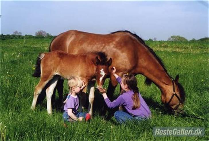 New Forest Stegstedgaards Lynette  - Lynette som føl .. ( Billedet har jeg fået af hendes gamle ejer) billede 5