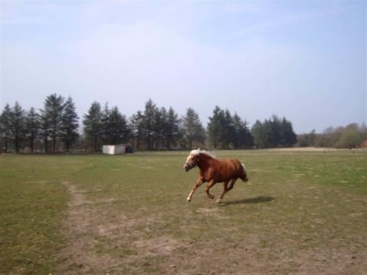 Haflinger Mille  - Mille løber <3  billede 15