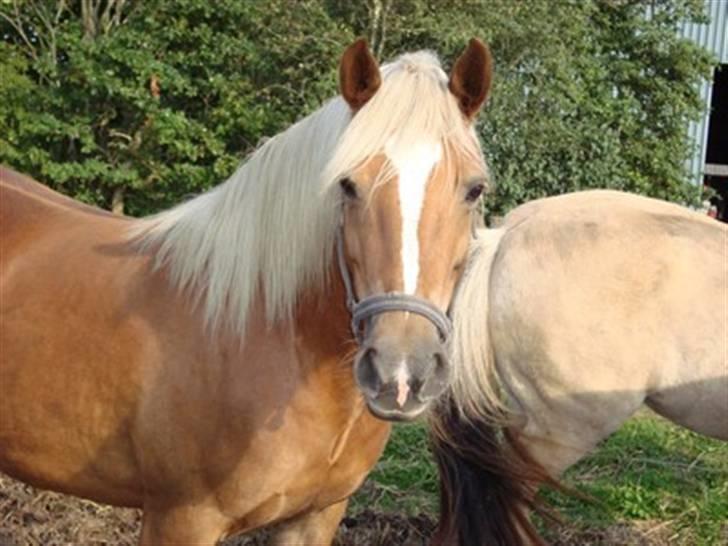 Haflinger Mille  billede 16