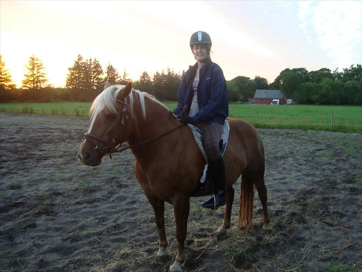 Haflinger Mille  - :) billede 18