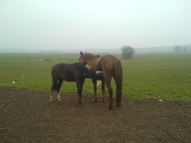 Anden særlig race Cara - SOLGT billede 8