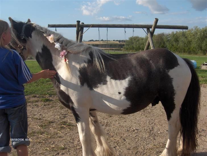 Irish Cob Cosmo - solgt  - Da han lige var kommet ud til os:-)<3<3 billede 4
