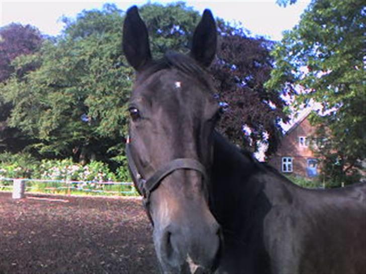 Anden særlig race Fleur  - billedet er taget hos forhenværende ejer Anni billede 3
